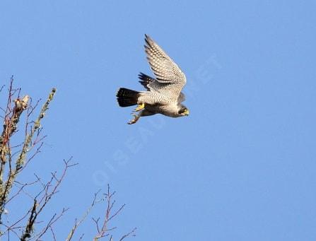 Faucon pèlerin  (Falco pelegrinus)