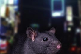 Rats1
