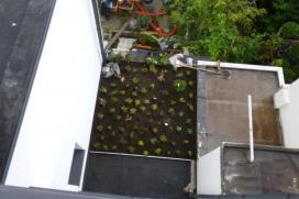 Mise en œuvre d’une toiture verte extensive